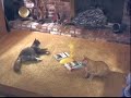 WORLDS BEST CAT EXERCISE VIDEO WORLDS BEST CAT EXERCISE VIDEO