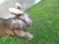 Bunny Attack (warning: graphic violence) Bunny Attack (warning: graphic violence)