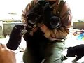 Shiba-inu Babies Shiba-inu Babies