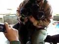 Shiba-inu Babies
