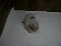 Listen to purring and barking puppy Listen to purring and barking puppy