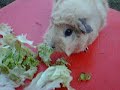 Hamtaro , mon cochon d'inde !