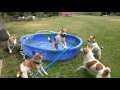 Jack Russell Terriers Play in Kiddie Pool