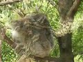 Koala Bear SelMcKenzie Sound