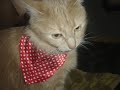 My kitties....