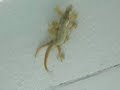 Geki Thailandesi che si accoppiano :-) Geki Thailandesi che si accoppiano :-)