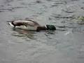 Mallard Male Duck in Ottawa River, Ontario
