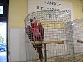 Dancing Bird!! LOL!!