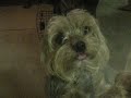 YORKiE RAWRR..L0L