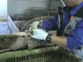 La verdad oculta tras la carne de cerdo. parte 3/5
