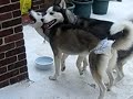 Kaiser and Lilo 2