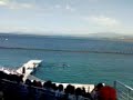 killer whales