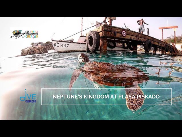 Dive Curacao YouTube Channel
