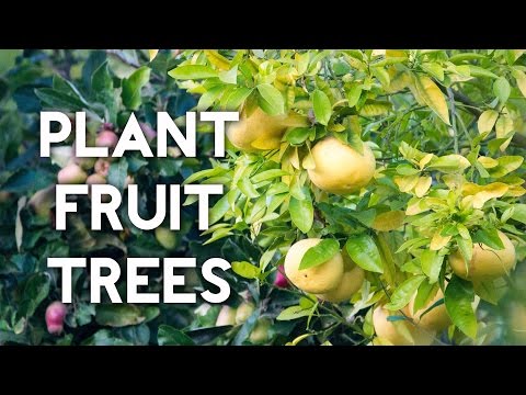 How to plant a lemon tree or any fruit tree