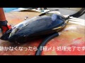 南大東島で極上マグロを神経絞め! 南大東島