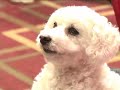 Jana Kohl Speaks Out Against Puppy Mills