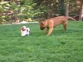Tate and Maverick
