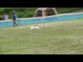 Click here to watch this video 2011 5/22 K9 富士川大会 スモールドッグ リン決勝