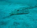 Futo Guitarfish ?????