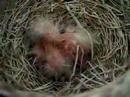 Baby Robins Baby Robins