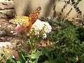 Popular Sedum Popular Sedum