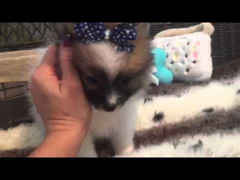 LOVABLE LITTLE MALE POMERANIAN
