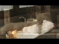 Cats relaxing in the morning sun. Original acoustic guitar with fancy editing to hide most of the mistakes. Oscar grabbing his portion of the spotlight at the end of the guitar take. Also featuring Sweet William, TJ's newly adopted one-eye kitty, and TJ's sexy feet.