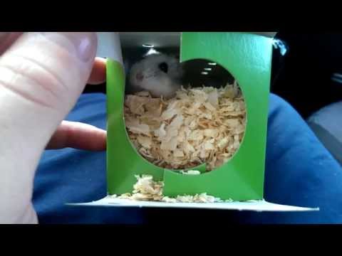 how to care for a russian dwarf hamster