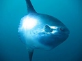 Mola Mola Sunfish Pt Lobos Monterey Scuba