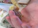 Our Unnamed Lovebird Feeding, day 26 Our Unnamed Lovebird Feeding, day 26
