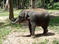 Baby elephants Baby elephants