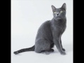 Sunset Warrior Cats Sunset Warrior Cats