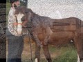 American Gypsy Horses for Sale - Dec 07 - Season\ American Gypsy Horses for Sale - Dec 07 - Season\