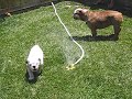 Marley and Gus (sprinkler 1)