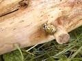 Dynastes hercules + Ladybug