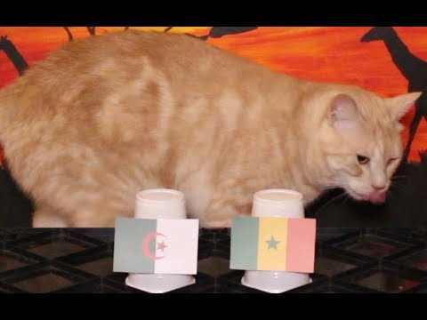Algeria Vs Senegal - Cats Africa Cup Of Nations 2019 Prediction
