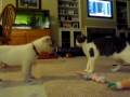 videos de Squeakers meet Piper