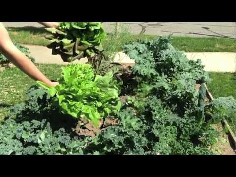 how to harvest russian kale