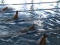 RELEVO NATACION MAIRENA 4X100 ESTILOS  OURENSE 09 3º puesto