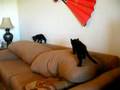 Evertras' Kitten 2