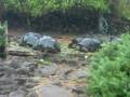 videos de Omer Galapagos