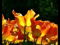 Tulip - Light of the East