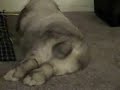 Farting Bunny Rabbit - Sadie has no manners!