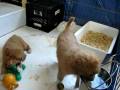 videos de Nov 27 Rogan Josh into pen