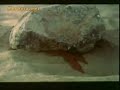 Kerbela Klibi /  Karbala video (islamic video)