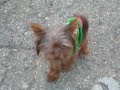 Tinker Bell-Smallest Red Yorkie in the WORLD