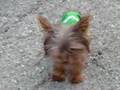 Tinker Bell-Smallest Red Yorkie in the WORLD
