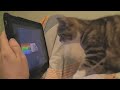 She likes it! AlwaysHungryCat blog: alwayshungrycat.com Subscribe for new videos bit.ly Nyan Cat original video: www.youtube.com Gif by prguitarman www.prguitarman.com Song by daniwell-P/Momone Momo UTAU momolabo.lolipop.jp ★FOLLOW Patrick and Shanti! - YouTube bit.ly - Facebook on.fb.me - Twitter bit.ly - VKontakte bit.ly - GPlus bit.ly - flickr bit.ly