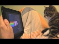 Kitten Watches Nyan Cat