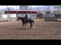Fairlea Guns N Glory - first show as 3 yr old - Yerington